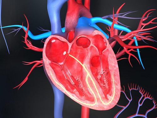 Senior International Cardiologist in Anandapur Kolkata